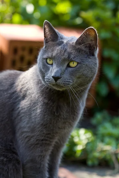 Merlin, Russisch Blau